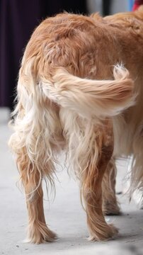 Golden retriever happily wagging its fluffy tail in the park