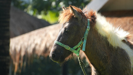 Close-Up of Pony in Sunlight.
