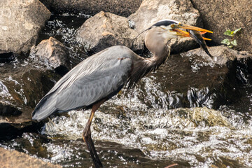 Great Blue Heron