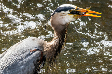 Great Blue Heron with fish in its mouth
