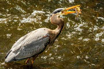 great blue heron