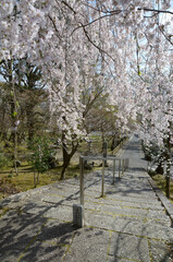岩屋寺　参道の石段と桜　京都市山科区