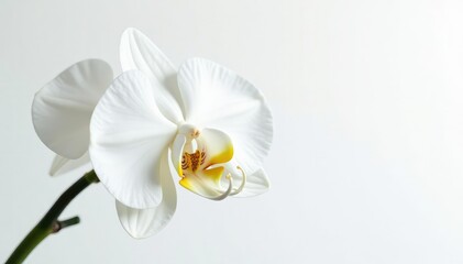 Delicate white orchid blossom against pure white backdrop, delicate, aesthetic, serene