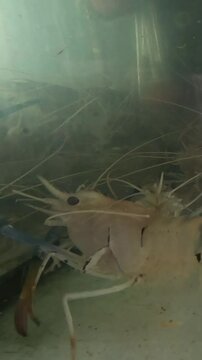 Shrimp Swimming in Aquarium
