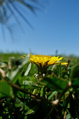 Obraz premium Yellow dandelion on a background of green grass and blue sky