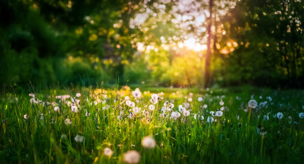 Fototapeta premium Sunlight streams through trees, illuminating a dandelion field. Green grass and blurred foliage create a serene, natural, and peaceful outdoor scene.