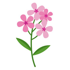 Isolated pink orchid blossom, a floral beauty against white