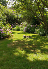 Obraz premium a sun-drenched garden, where a flat patch of grass shows where a cat took a nap moments ago