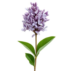 Obraz premium lilac isolated on white background
