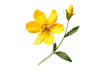 Fototapeta premium Beautiful fragile yellow flower isolated on transparent background 