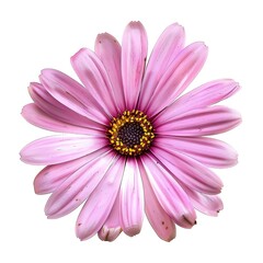 Xeranthemum Flower isolated on white background.close up.