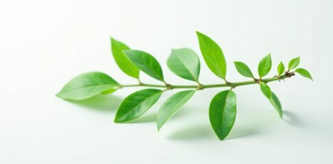 Obraz premium Single branch of lush greenery on a crisp white background, branch, minimalist
