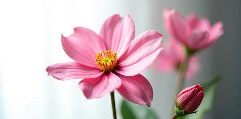 Delicate petal of flower isolated on white background, flowers, bloom, white