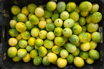 Fresh Passion Fruits in Black Crate