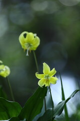 春の妖精