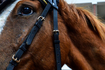 The Head of a Brown Horse with a Halter