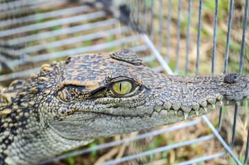 the Eye of Crocodile, wildlife 