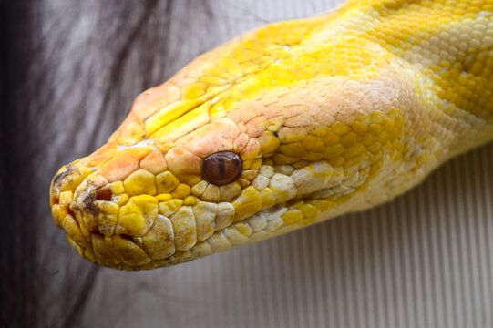 Revealing the face of yellow python. Noise and grainy images. Yellow Python. Python Molurus.