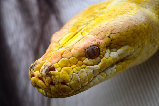 Revealing the face of yellow python. Noise and grainy images. Yellow Python. Python Molurus.