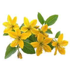 St. Johns Wort png St. Johns Wort herb png medicinal plant St. Johns Wort png yellow flower herb png transparent background image
