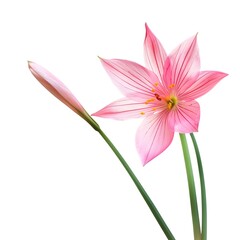 Fototapeta premium Zephyranthes Flower isolated on white background.close up.