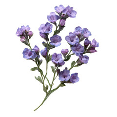 Statice png dried flowers png statice plant png purple statice flowers png vibrant flowers png decorative plants png transparent background image
