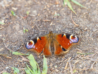 Peacock butterfly on the ground among the grass