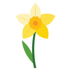 A yellow daffodil bloom, a spring narcissus isolated on white