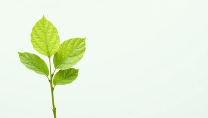 Fototapeta premium Single, delicate sapling, vibrant green leaves, stark white backdrop , white background, delicate