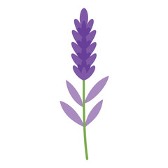 Obraz premium Isolated purple blossom with delicate petals against a clean white backdrop