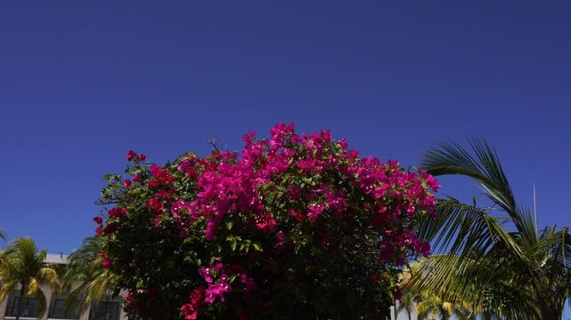 A cluster of flowers shimmering under the effects of the sun's rays. Also, palm leaves under a sky of vivid blue.