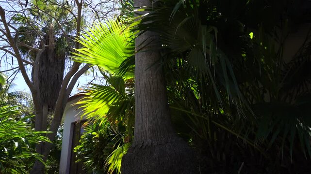 Palm leaves illuminated by the light emitted by the sun, with a part in the shade. We see a portion of a structure with a truly blue sky.
