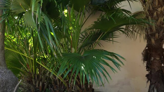Close-up view of palm leaves that provide a beautiful sight under the sunlight. All of this is set against a white wall, part of the structure of a building.