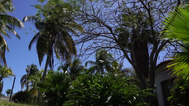 A lot of palm greenery influenced by the tropical climate. The most magnificent aspect is the vibrancy and brilliance of the blue in the sky.