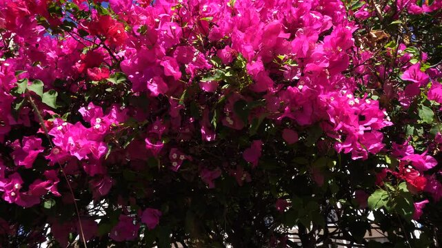 Flowers of a vivid and bright color shine under the illuminated rays of the sun. They sway gently under the effect of the wind.