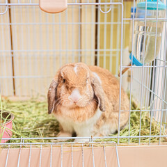 The Lop-eared rabbit is a lovely family pet rabbit. The rabbit's name is DanDan. It's a male rabbit and likes strawberries. We all like it very much.
