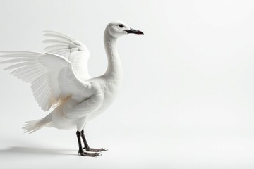 Fototapeta premium Crisp white feathers against a stark white backdrop, simple, plumage, art