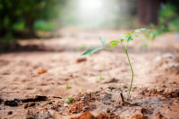 Nurturing growth young plant emerges from soil nature scene close-up perspective symbol of hope