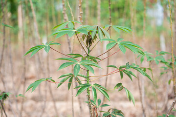 Cultivating cassava plants in a sunny tropical landscape nature close-up view of green foliage