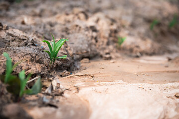 New life emerging from dry soil agricultural fields nature rural landscape close-up view growth concept