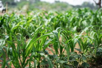 Obraz premium Corn crop growth in agricultural fields rural landscape nature lush environment bird's eye view