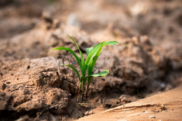 New life emerging a green sprout in dry soil nature outdoor environment close-up perspective growth concept