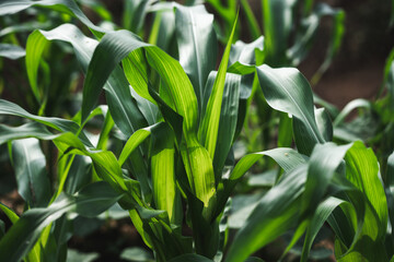 Growing corn in a lush field agricultural landscape close-up view nature's bounty crop cultivation techniques