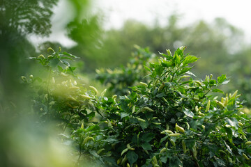 Fototapeta premium Lush green plant growth serene outdoor garden nature bright daylight close-up perspective foliage