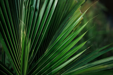 Obraz premium Lush green palm leaves tropical rainforest nature close-up view serenity and growth
