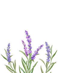 Naklejka premium Lavender flowers. Hand drawn floral illustration