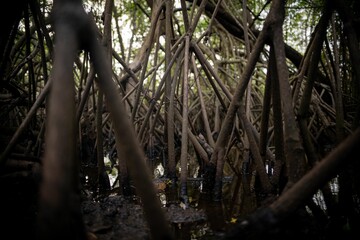 Dense mangrove roots in a serene swamp.