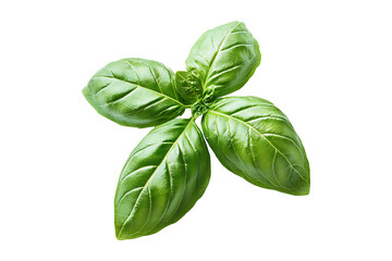 Fototapeta premium Basil leaf herb isolated on transparent background 