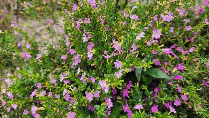 Fototapeta premium Cuphea hyssopifolia, commonly known as Mexican heather, false heather, or Hawaiian heather. It is a small evergreen shrub native to Mexico
