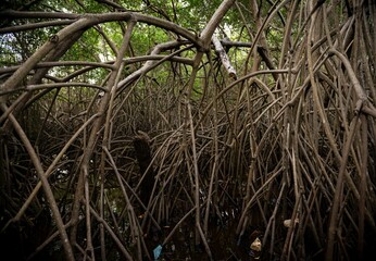 Intertwined Mangrove Roots in Tropical Wetland